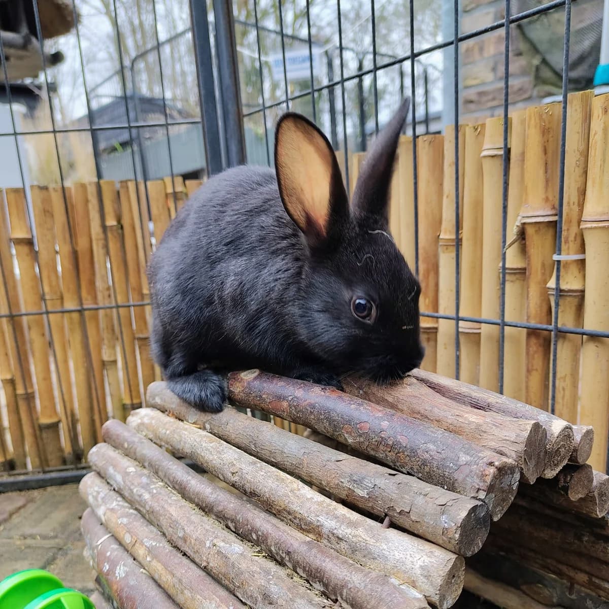 Koleda, Donkerwildkleur  mixed breed for adoption at Dierentehuis Stevenshage Leiden — photo 3 of 3