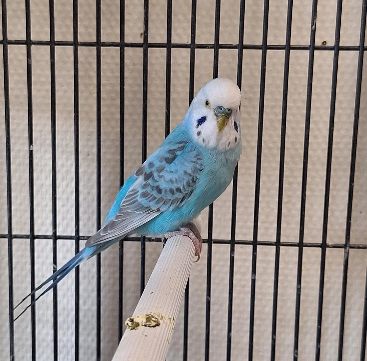 Kruimel, Blauw wit male mixed breed for adoption at Dierentehuis Stevenshage Leiden