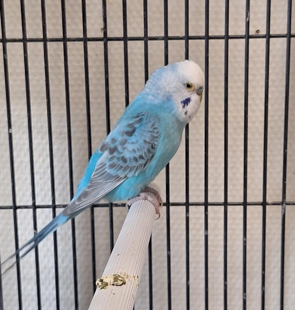 Kruimel, Blauw wit male mixed breed for adoption at Dierentehuis Stevenshage Leiden — photo 2 of 2