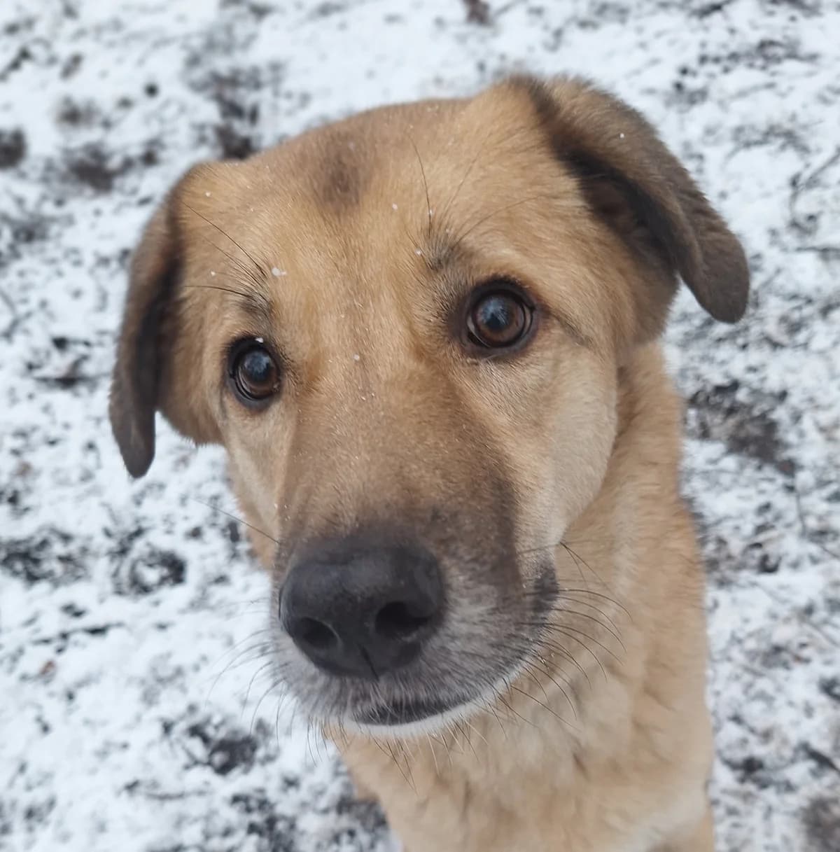 Kyon, Blond male mixed breed for adoption at Dierentehuis Stevenshage, Leiden