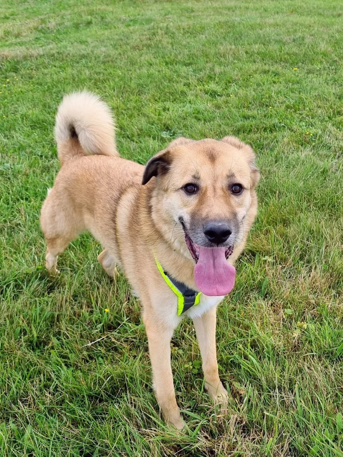 Kyon, Blond male mixed breed for adoption at Dierentehuis Stevenshage, Leiden — photo 2 of 6