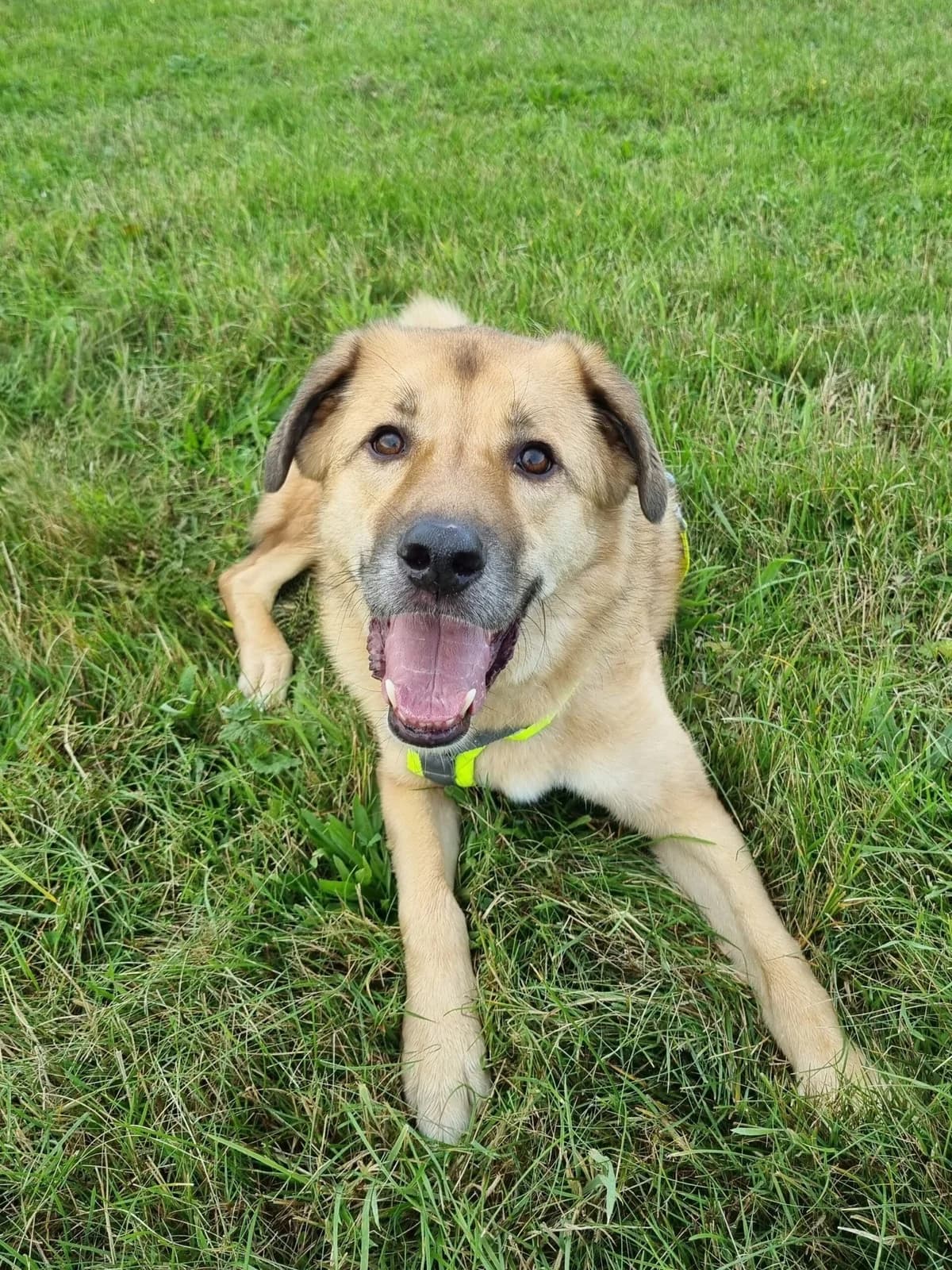 Kyon, Blond male mixed breed for adoption at Dierentehuis Stevenshage, Leiden — photo 3 of 6