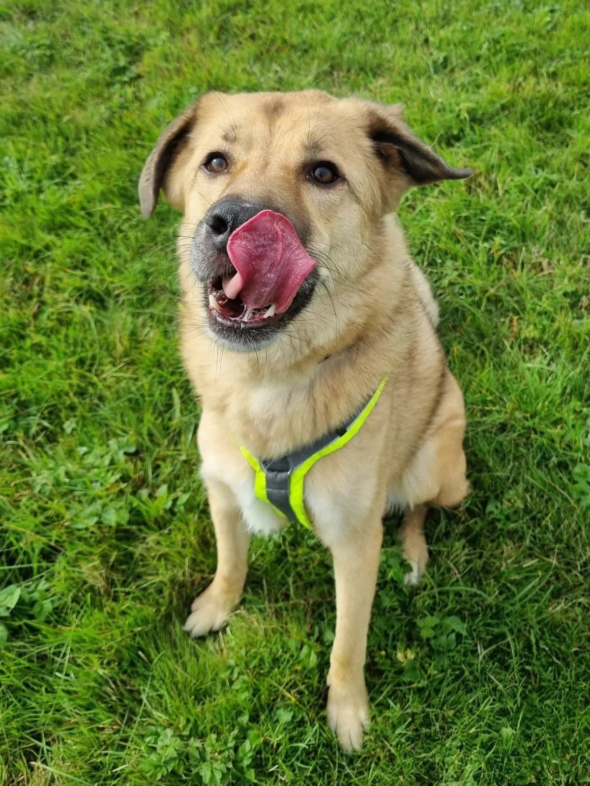 Kyon, Blond male mixed breed for adoption at Dierentehuis Stevenshage, Leiden — photo 4 of 6