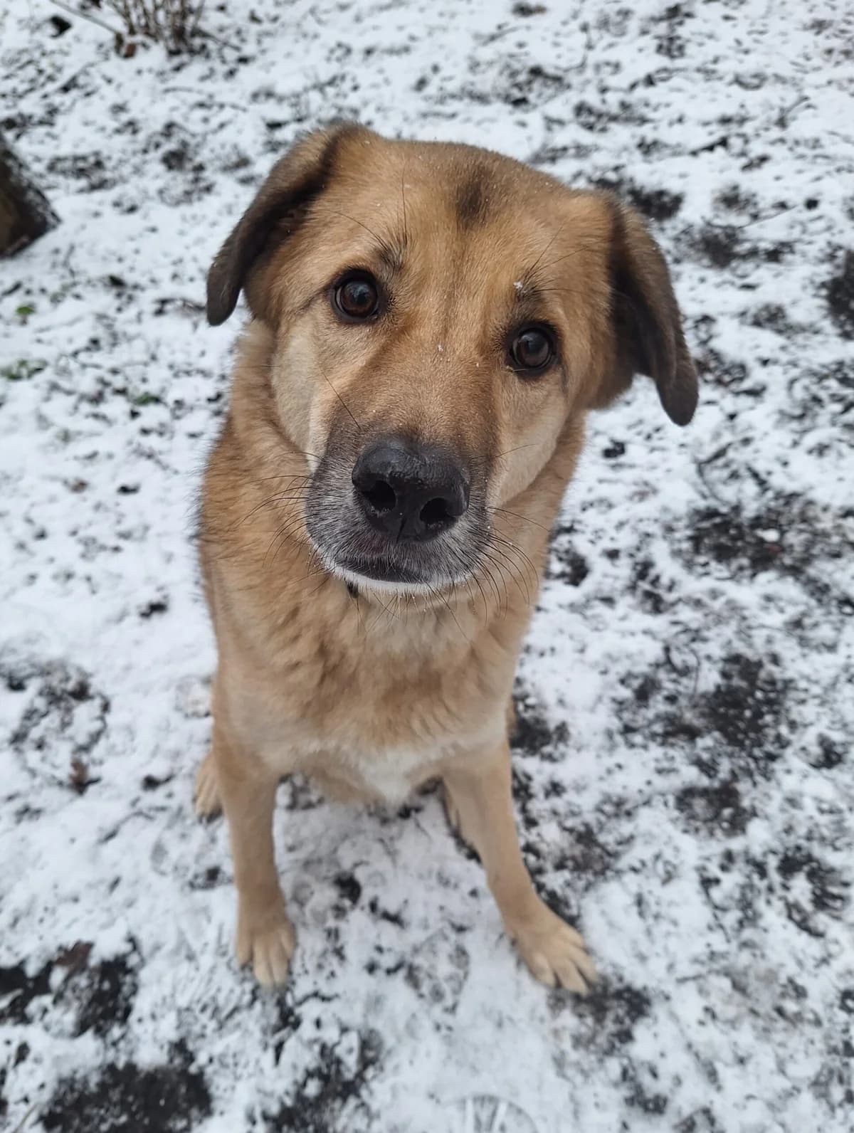 Kyon, Blond male mixed breed for adoption at Dierentehuis Stevenshage, Leiden — photo 5 of 6