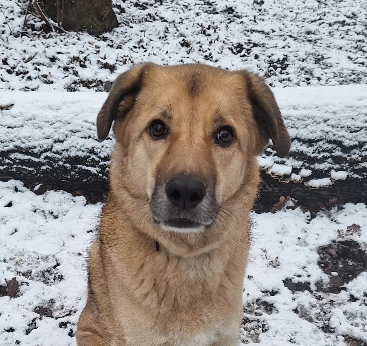 Kyon, Blond male mixed breed for adoption at Dierentehuis Stevenshage, Leiden — photo 6 of 6