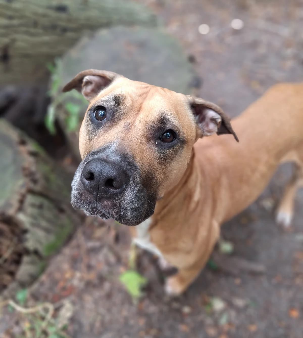 Lolly, Bruin-wit female 4yo Pit Bull Terrier for adoption at Dierentehuis Stevenshage, Leiden