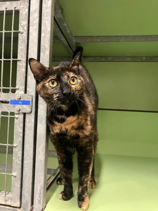 Maddie, Schildpad female European Shorthair for adoption at Dierentehuis Stevenshage, Leiden