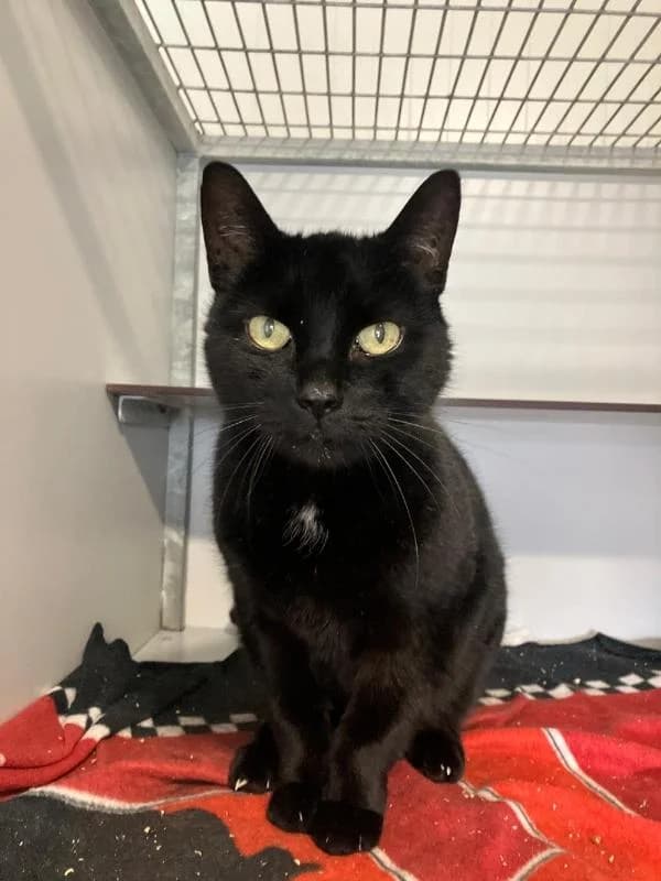 Matteo, Zwart male European Shorthair for adoption at Dierentehuis Stevenshage Leiden