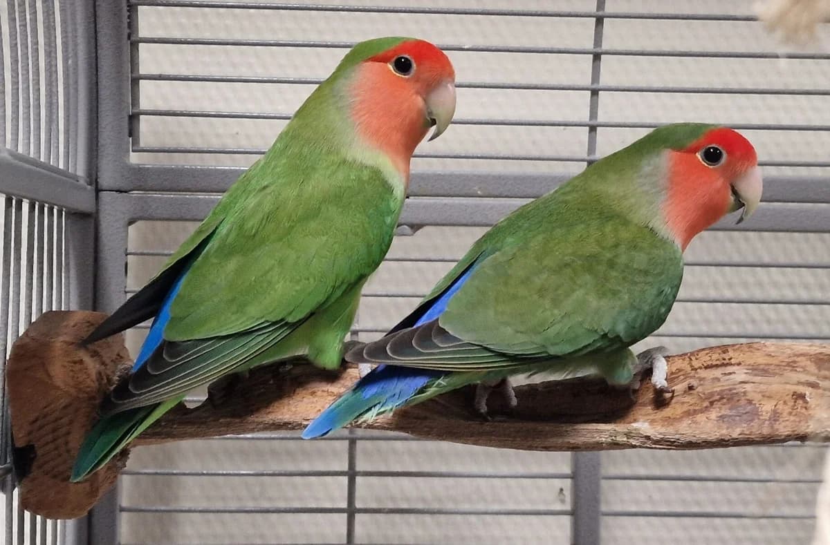 Gaby & Rene, rood/groen  mixed breed for adoption at Dierentehuis Stevenshage Leiden