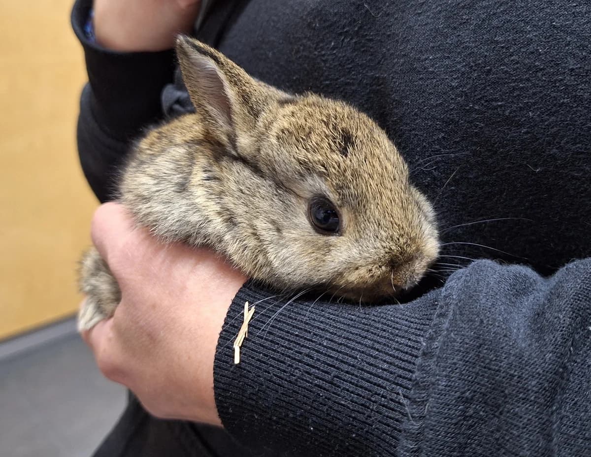 Michelle, Wildkleur male mixed breed for adoption at Dierentehuis Stevenshage, Leiden