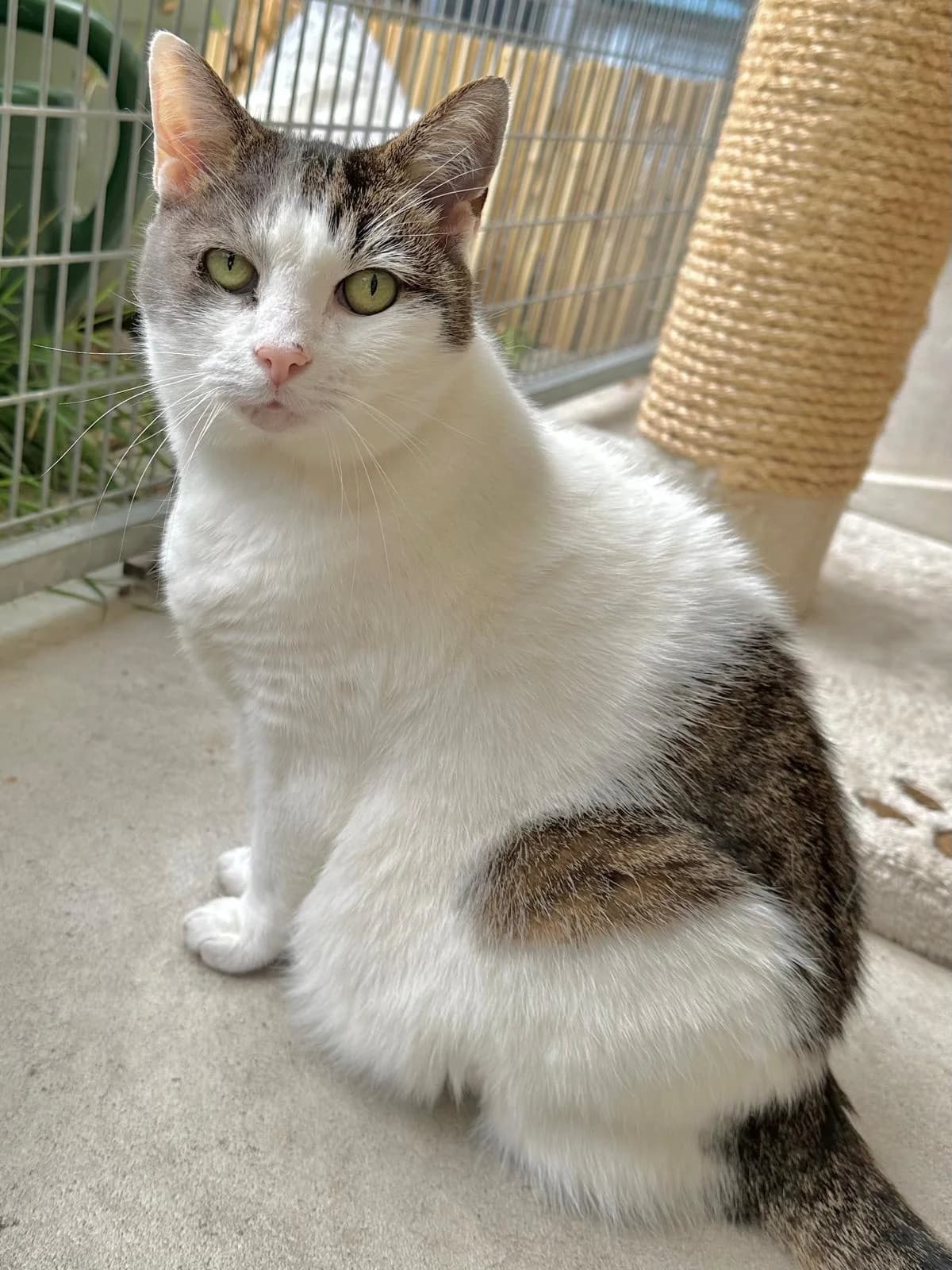 Mika, Wit cypers female European Shorthair for adoption at Dierentehuis Stevenshage Leiden