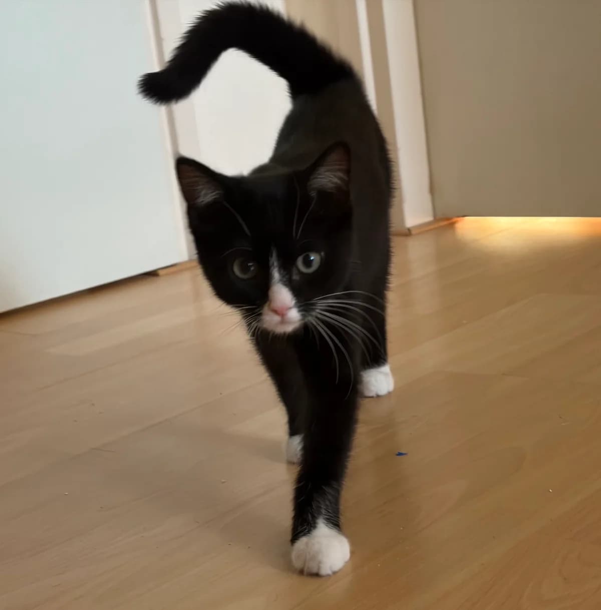 Mus, Zwart/wit female puppy European Shorthair for adoption at Dierentehuis Stevenshage, Leiden