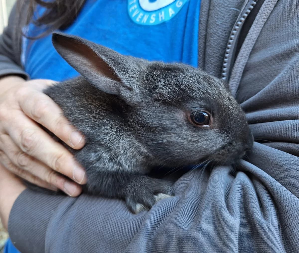 Nadolig, Donkerwildkleur  mixed breed for adoption at Dierentehuis Stevenshage Leiden