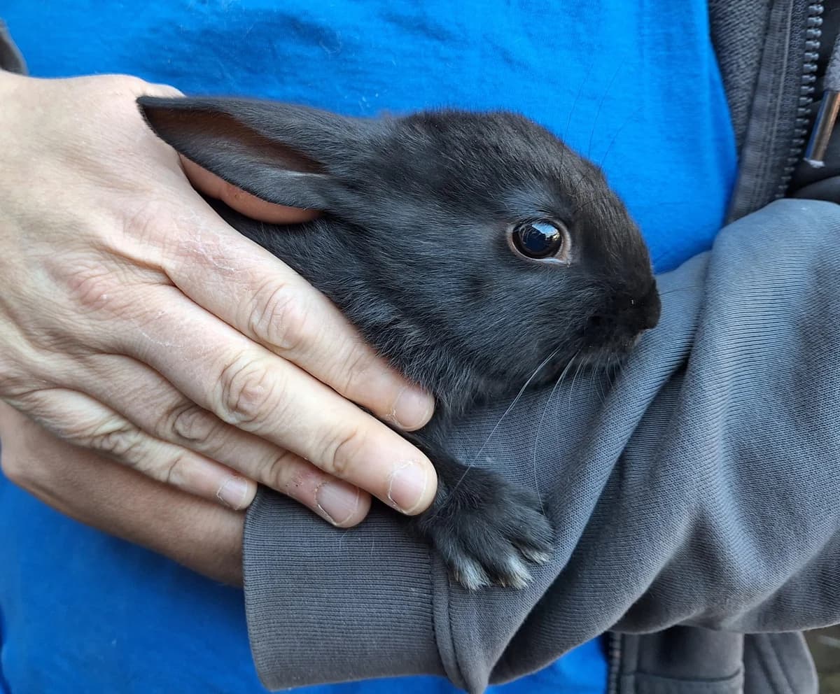 Natal, Zwart  mixed breed for adoption at Dierentehuis Stevenshage Leiden