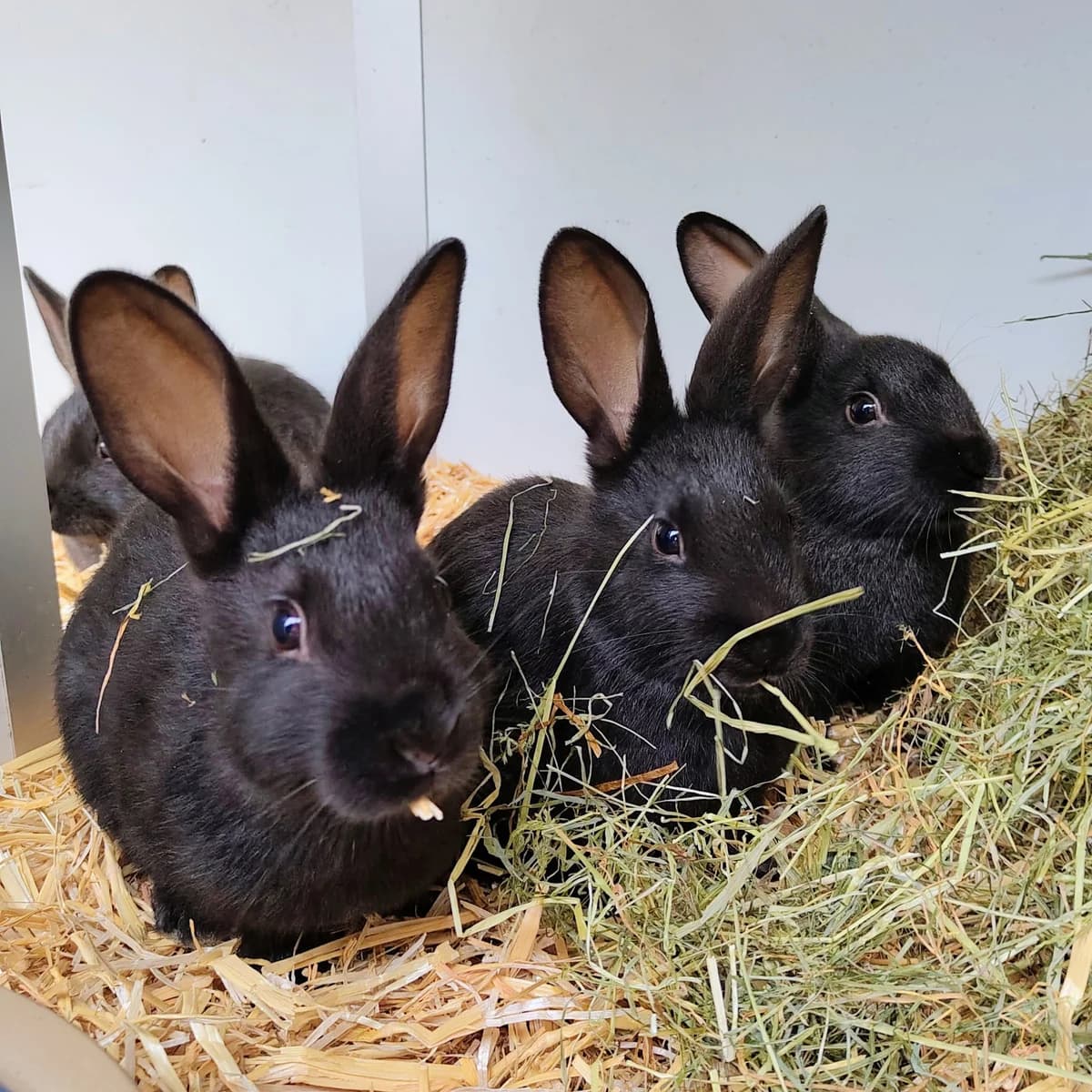 Natal, Zwart  mixed breed for adoption at Dierentehuis Stevenshage Leiden — photo 2 of 3