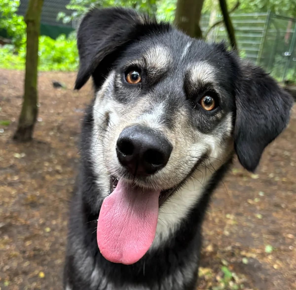 Nina, Blue&tan female 4yo mixed breed for adoption at Dierentehuis Stevenshage Leiden
