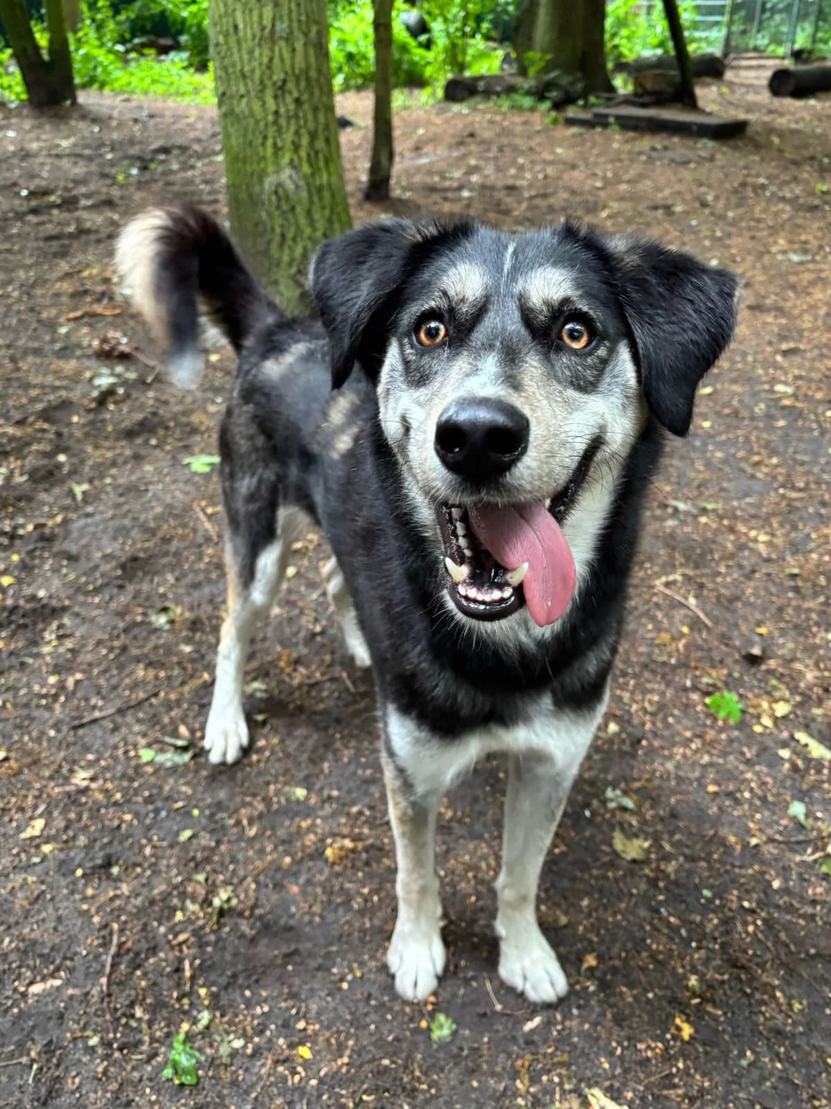 Nina, Blue&tan female mixed breed for adoption at Dierentehuis Stevenshage Leiden — photo 2 of 4