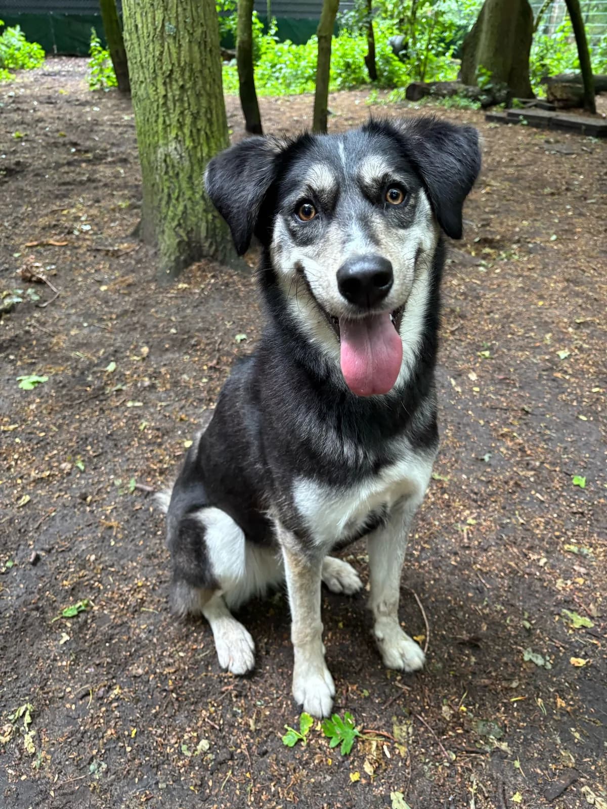 Nina, Blue&tan female mixed breed for adoption at Dierentehuis Stevenshage Leiden — photo 3 of 4
