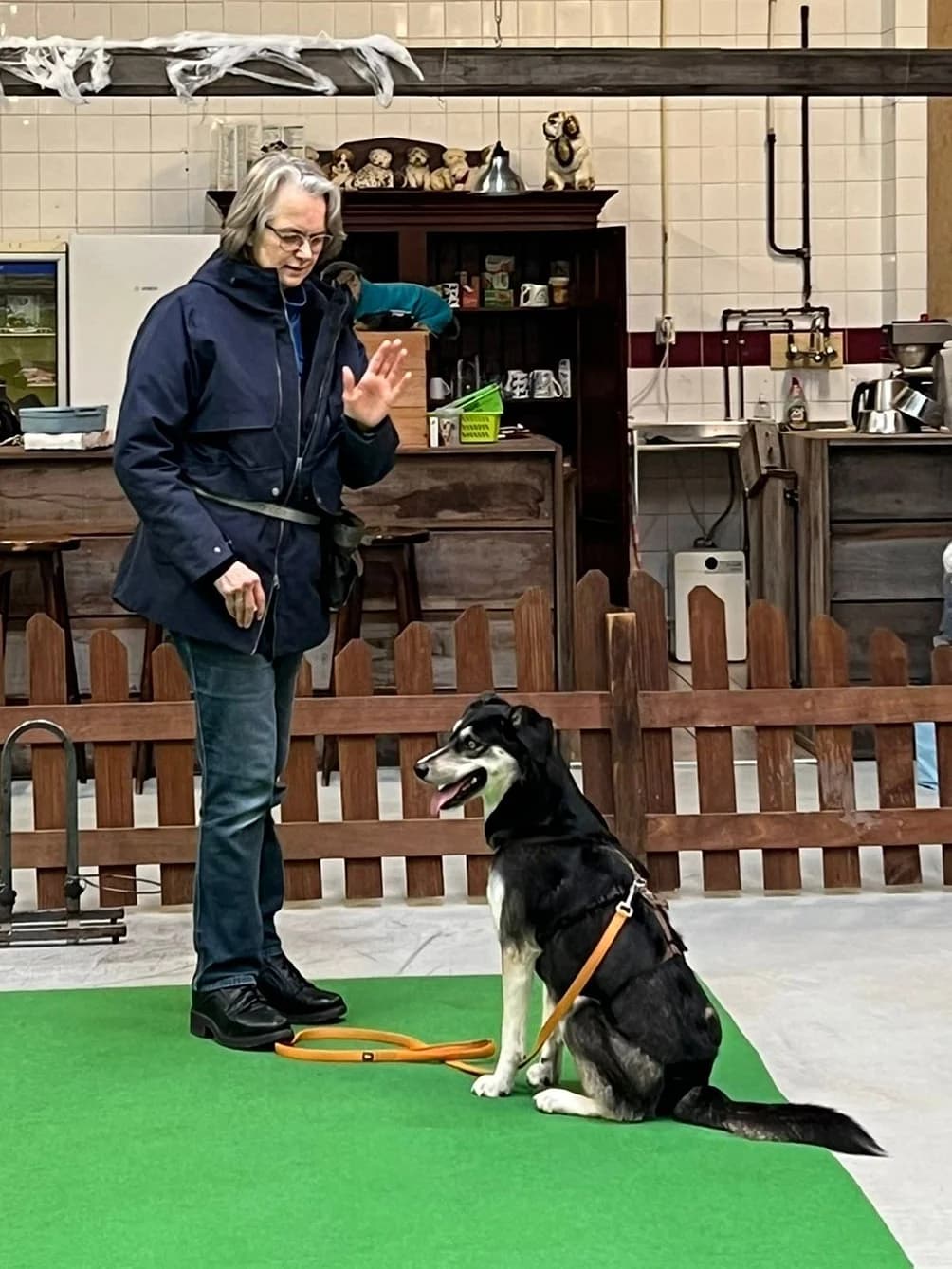 Nina, Blue&tan female mixed breed for adoption at Dierentehuis Stevenshage Leiden — photo 4 of 4