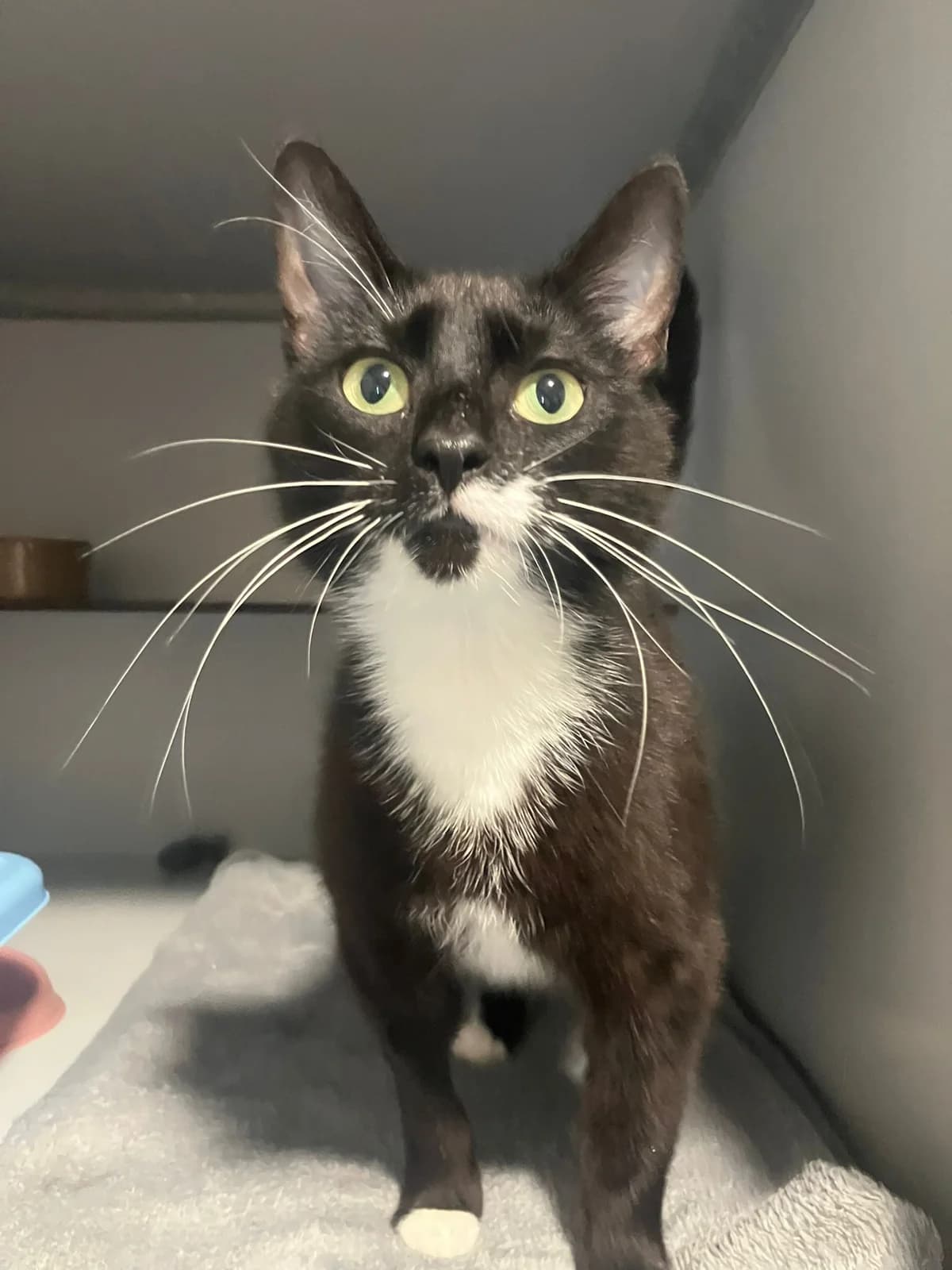 Norma, Zwart/wit female 4yo European Shorthair for adoption at Dierentehuis Stevenshage Leiden