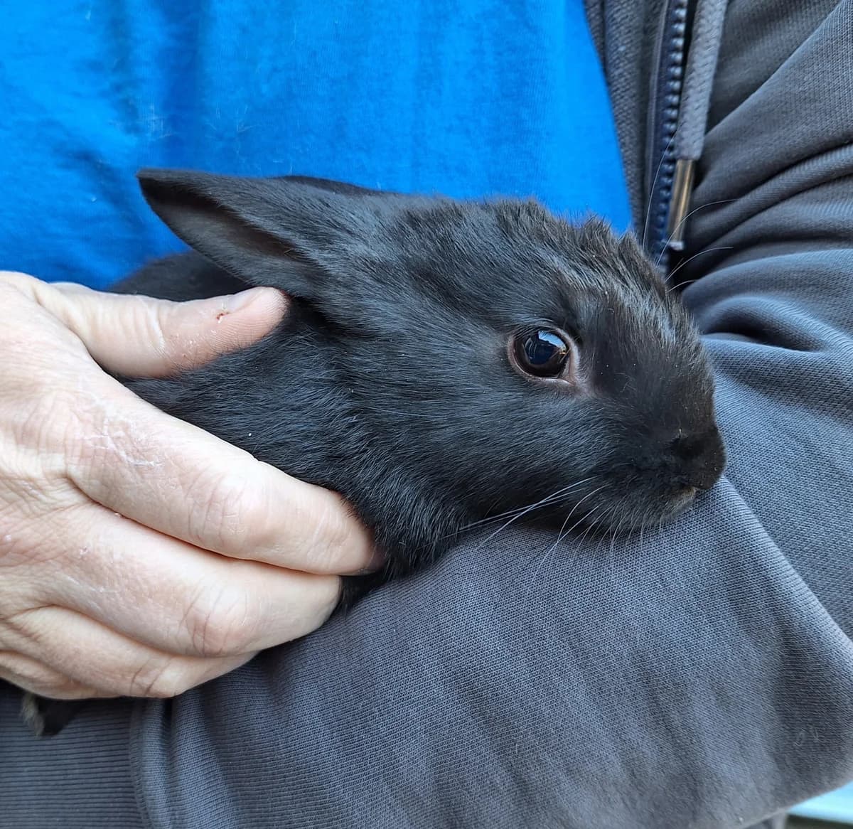 Pasku, Zwart  mixed breed for adoption at Dierentehuis Stevenshage Leiden