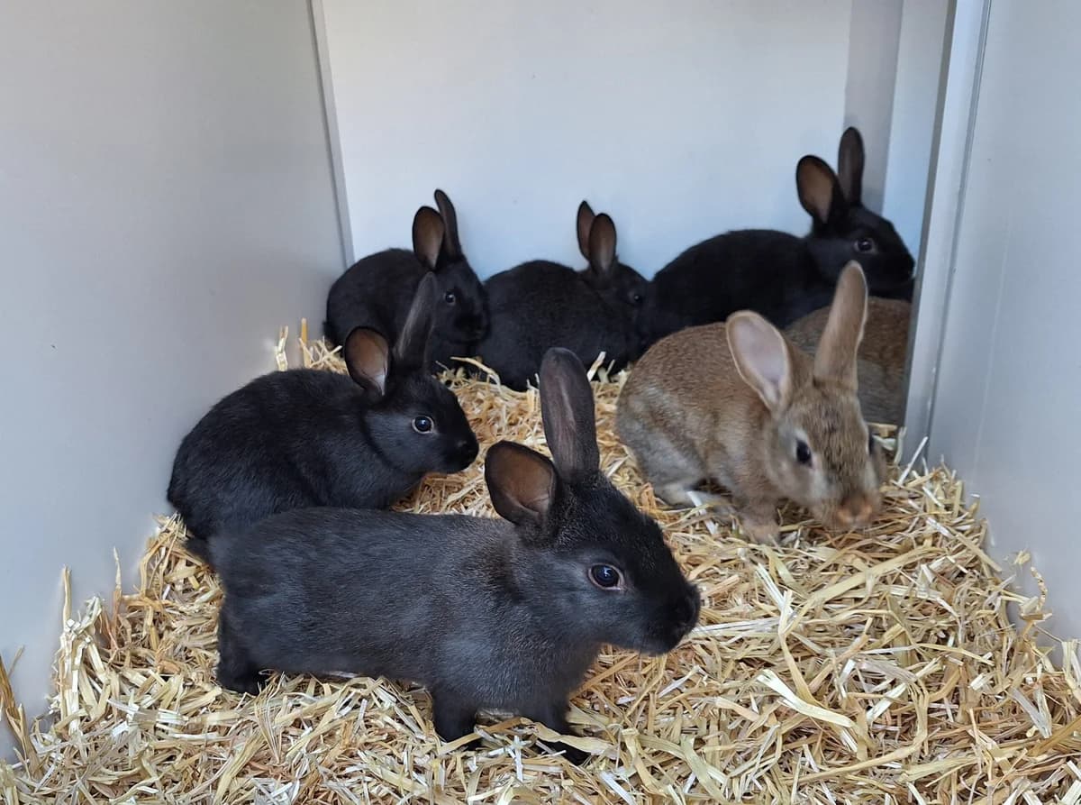 Pasku, Zwart  mixed breed for adoption at Dierentehuis Stevenshage Leiden — photo 3 of 3