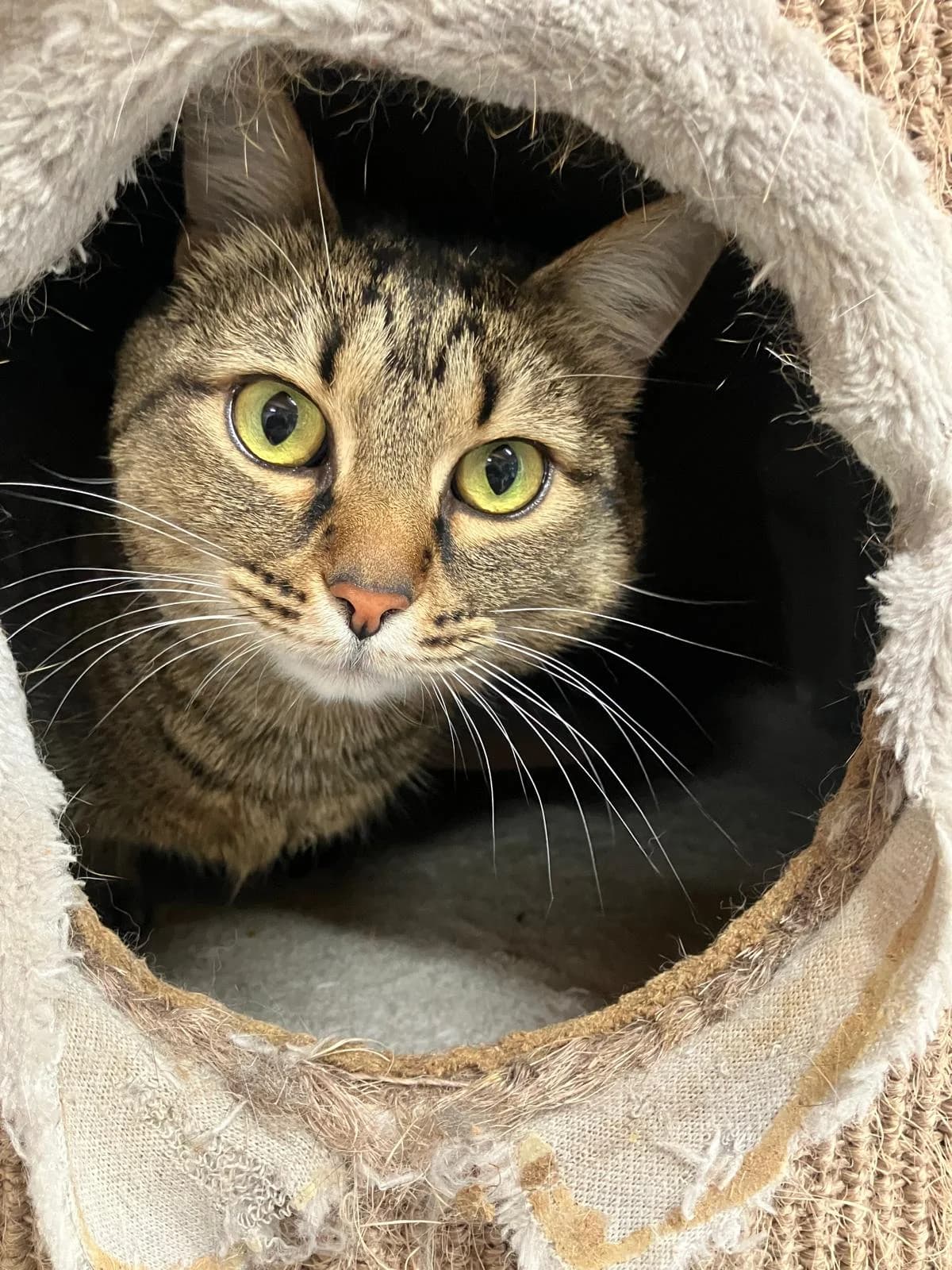 Penny, Cypers female European Shorthair for adoption at Dierentehuis Stevenshage Leiden