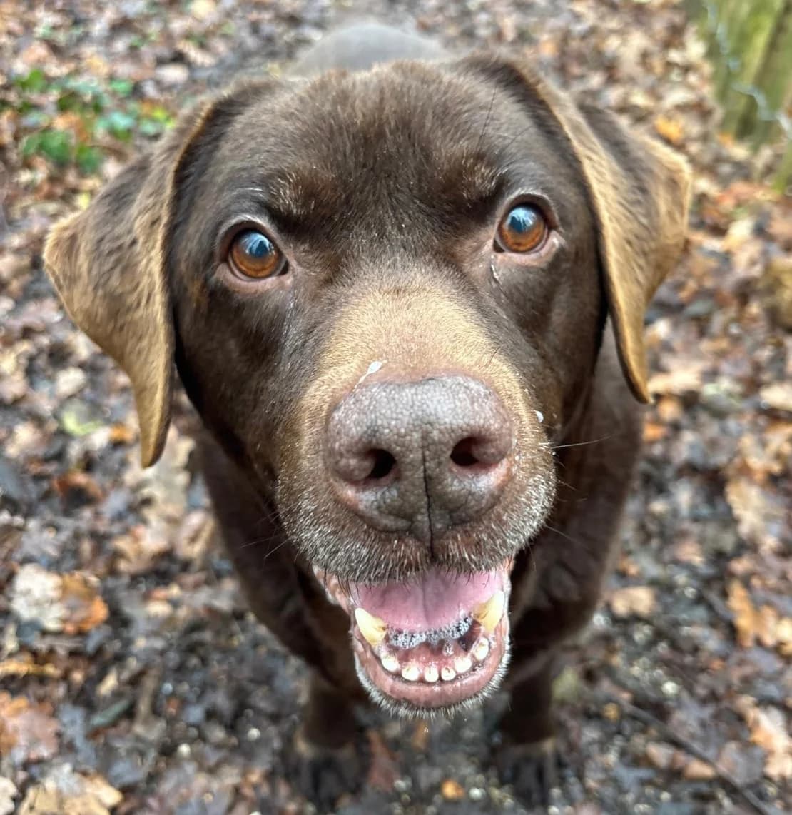 Rayu, Chocolate male senior Labrador Retriever for adoption at Dierentehuis Stevenshage Leiden