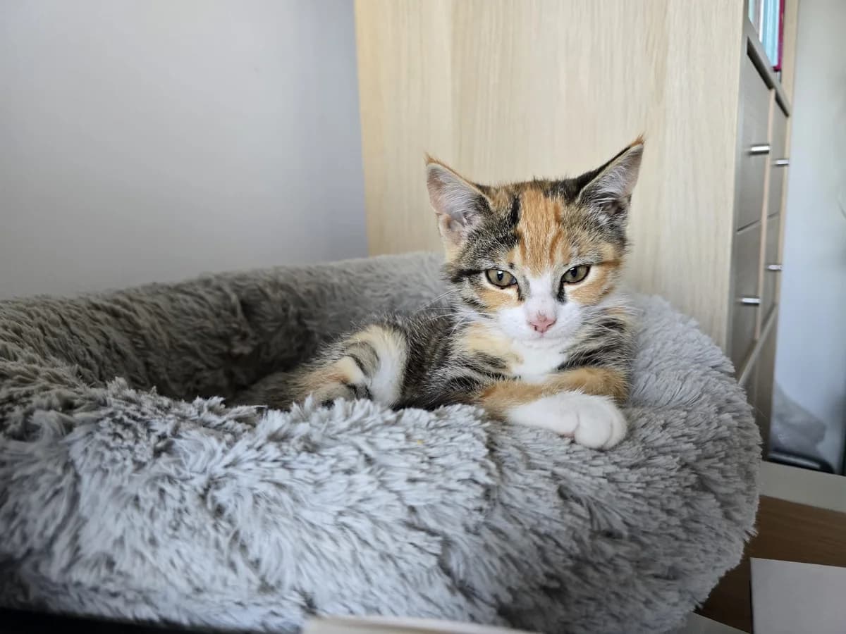 Ricola, Cypers lapje female puppy European Shorthair for adoption at Dierentehuis Stevenshage Leiden