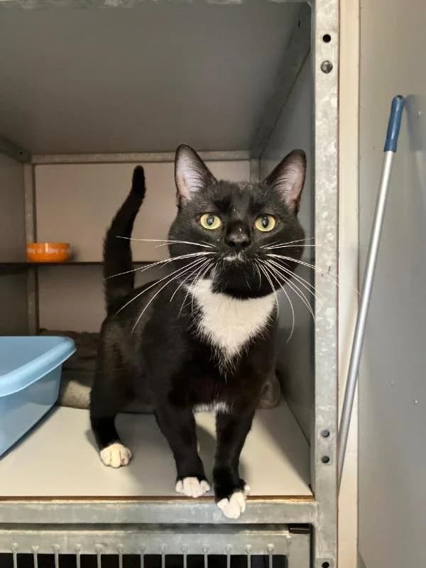 Ryan, Zwart/wit male European Shorthair for adoption at Dierentehuis Stevenshage Leiden