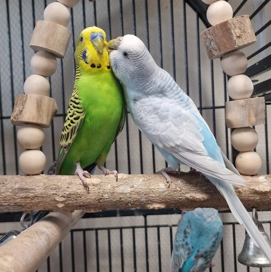 Sarah en Niels, Groen/geel en blauw/wit  mixed breed for adoption at Dierentehuis Stevenshage Leiden