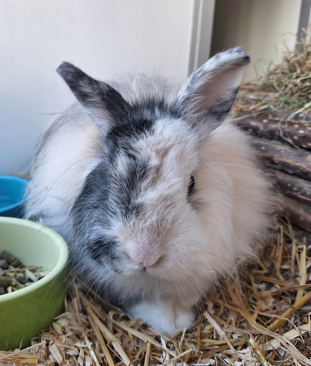 Speyk, Ekster 4yo mixed breed for adoption at Dierentehuis Stevenshage, Leiden