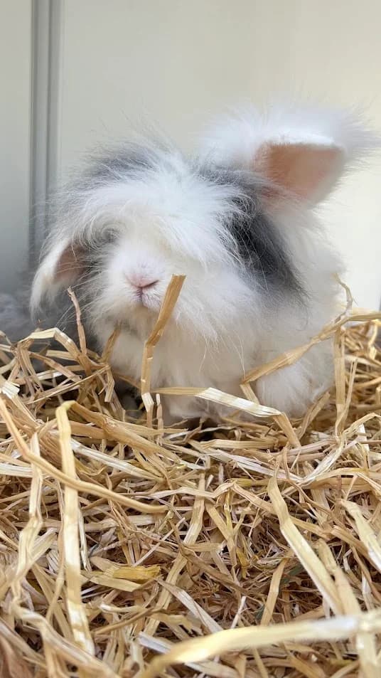 Swims, Grijs-wit  4yo mixed breed for adoption at Dierentehuis Stevenshage, Leiden