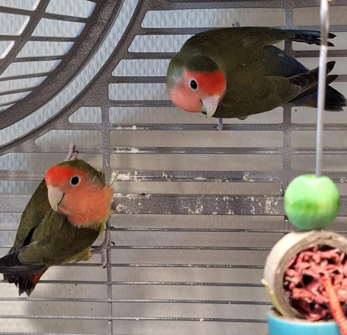 Red en Terence, rood/groen  mixed breed for adoption at Dierentehuis Stevenshage Leiden