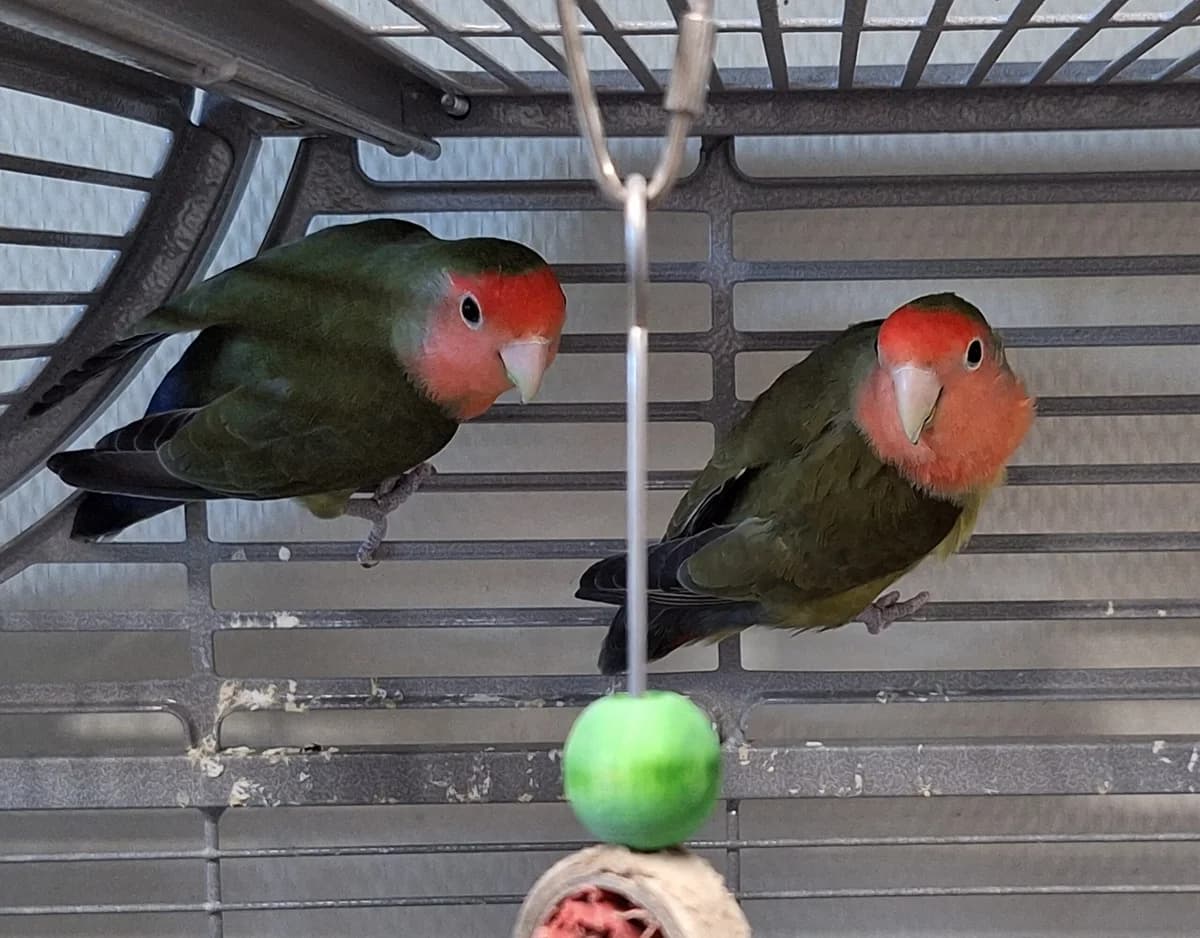 Red en Terence, rood/groen  mixed breed for adoption at Dierentehuis Stevenshage Leiden — photo 2 of 6