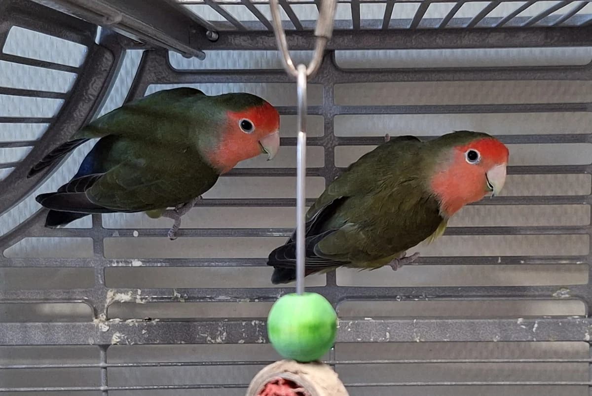 Red en Terence, rood/groen  mixed breed for adoption at Dierentehuis Stevenshage Leiden — photo 3 of 6