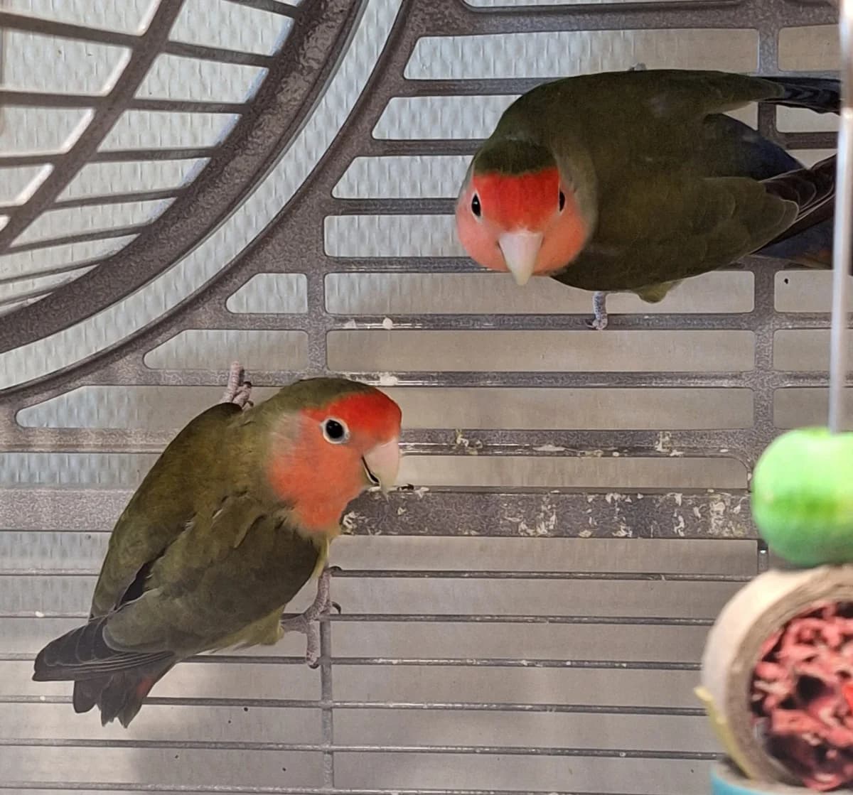 Red en Terence, rood/groen  mixed breed for adoption at Dierentehuis Stevenshage Leiden — photo 4 of 6