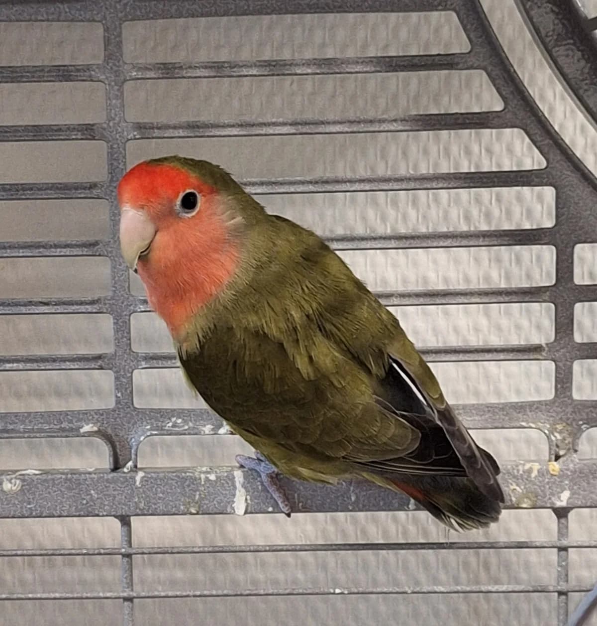 Red en Terence, rood/groen  mixed breed for adoption at Dierentehuis Stevenshage Leiden — photo 5 of 6