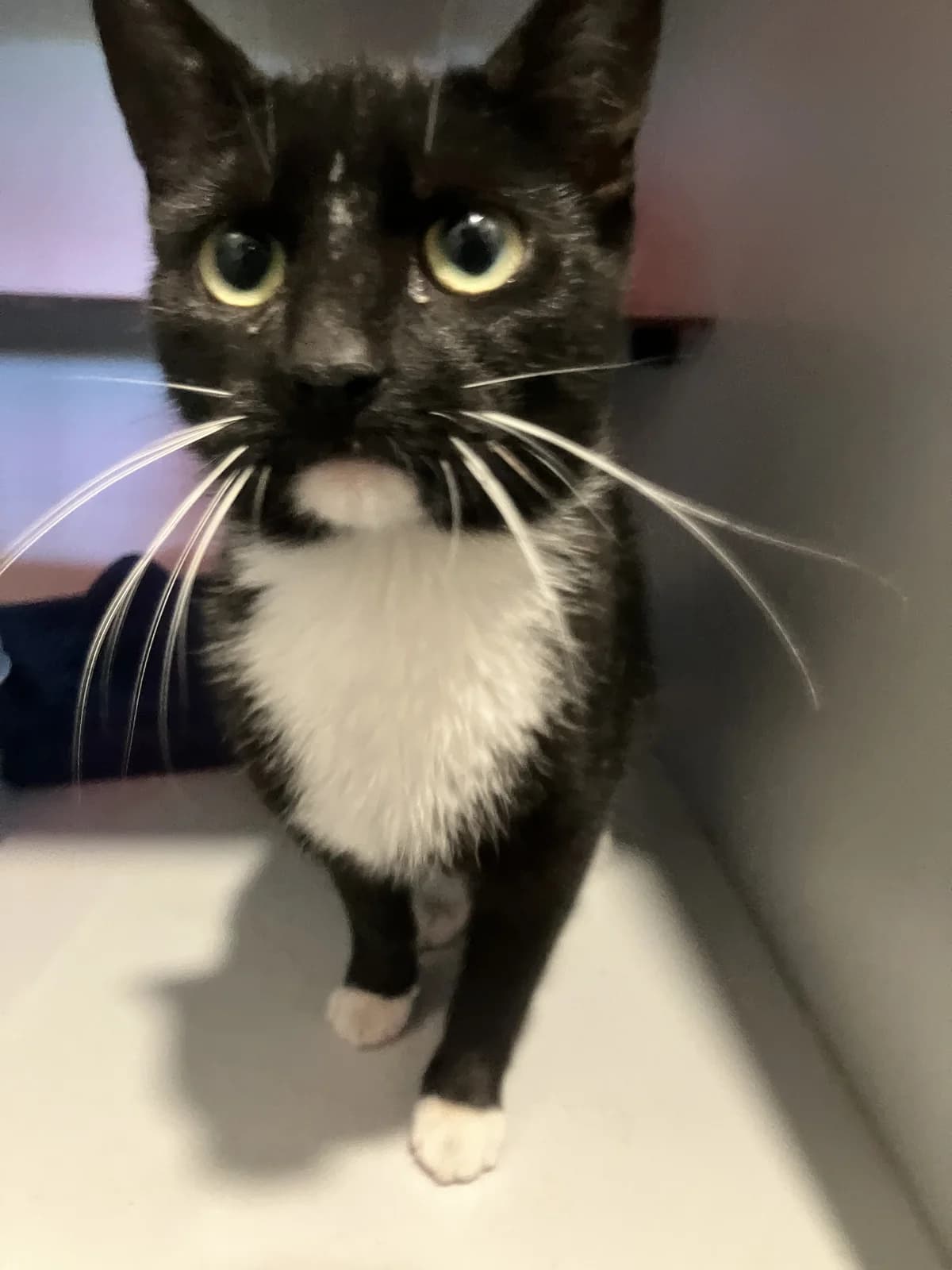 Thecla, European Shorthair (Dierentehuis Stevenshage)