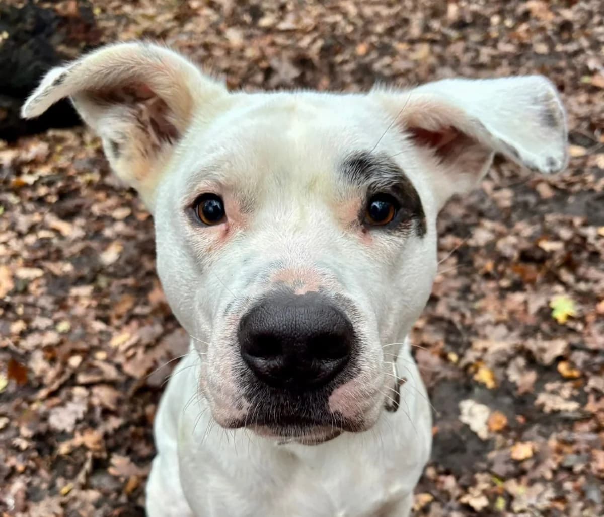 Tijn, Wit-zwart male 4yo mixed breed for adoption at Dierentehuis Stevenshage Leiden