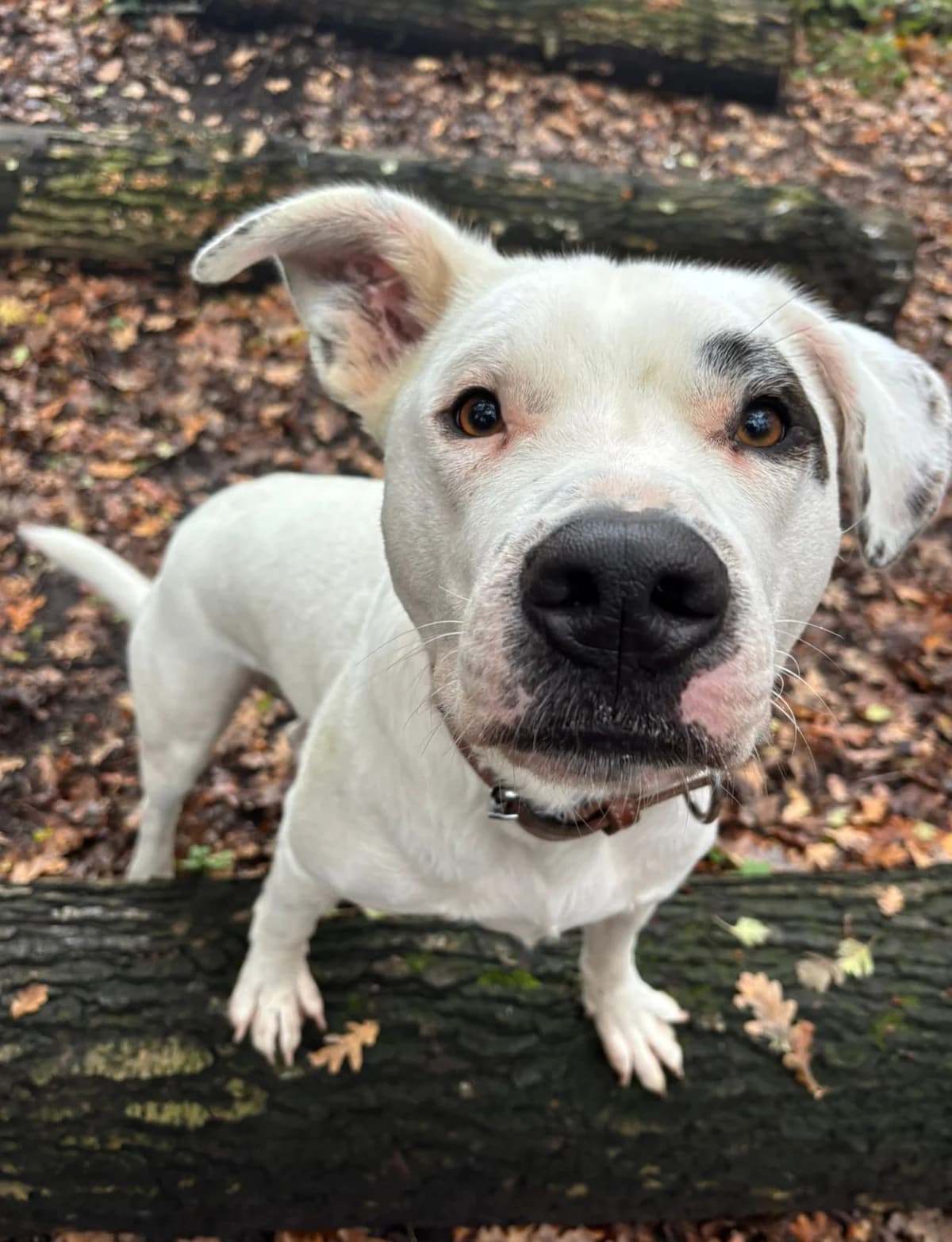Tijn, Wit-zwart male mixed breed for adoption at Dierentehuis Stevenshage, Leiden — photo 2 of 4