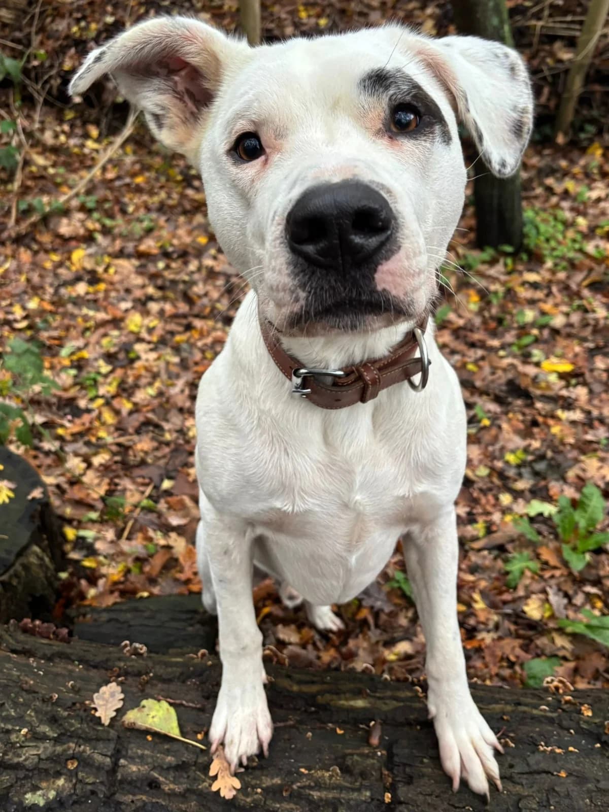 Tijn, Wit-zwart male mixed breed for adoption at Dierentehuis Stevenshage, Leiden — photo 3 of 4