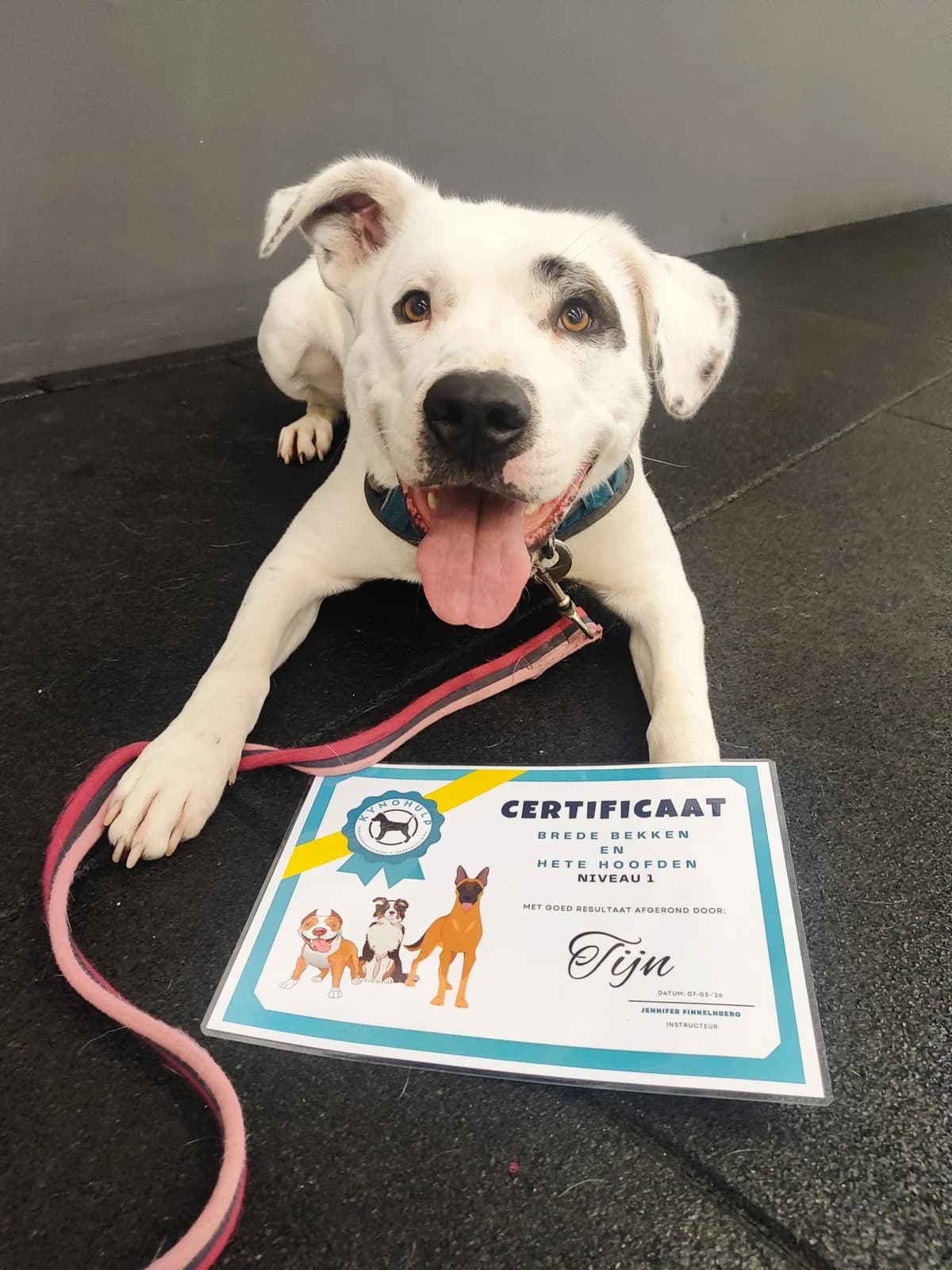 Tijn, Wit-zwart male mixed breed for adoption at Dierentehuis Stevenshage, Leiden — photo 4 of 4