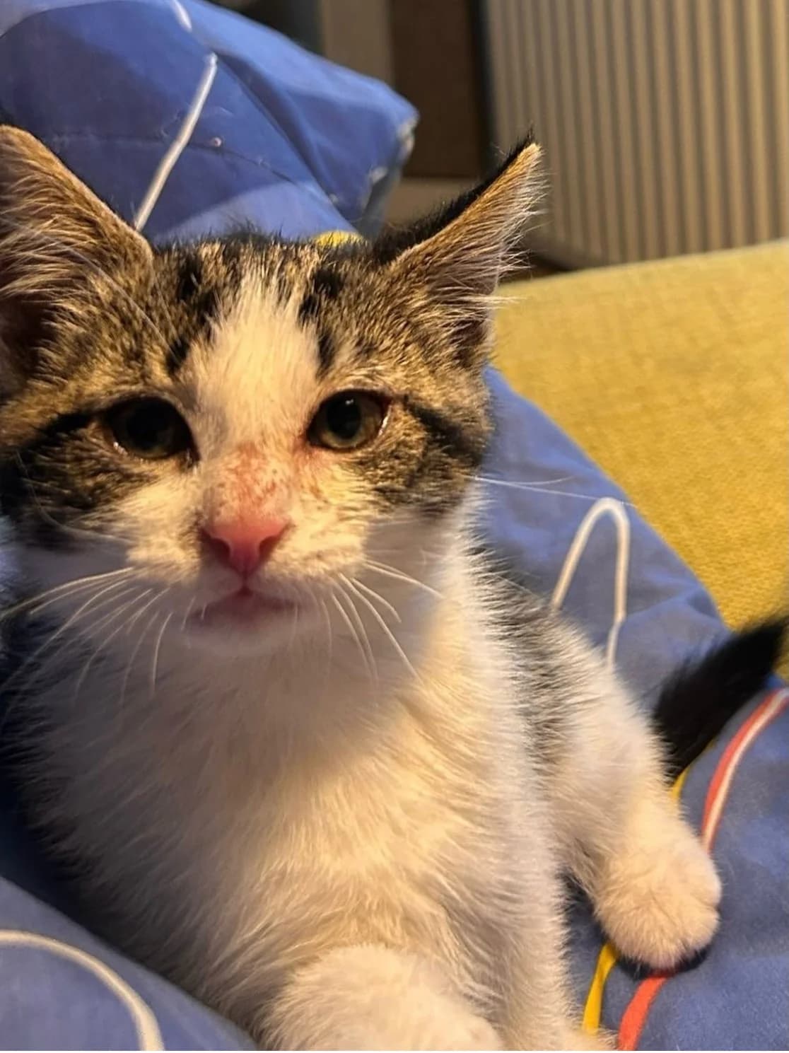 Vino, Cypers/wit female puppy European Shorthair for adoption at Dierentehuis Stevenshage, Leiden