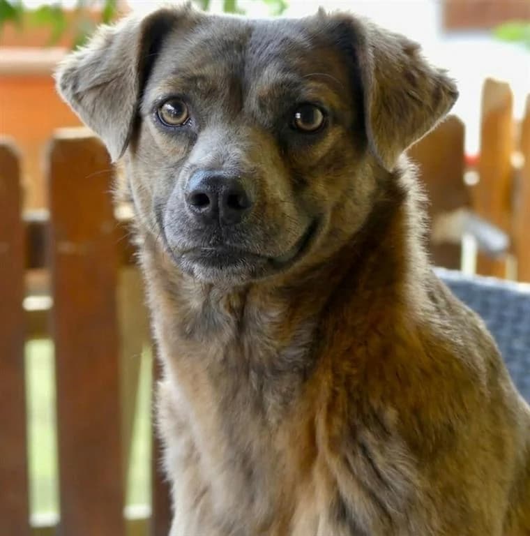 Eva, female young mixed breed for adoption at Stichting AAI, Amsterdam