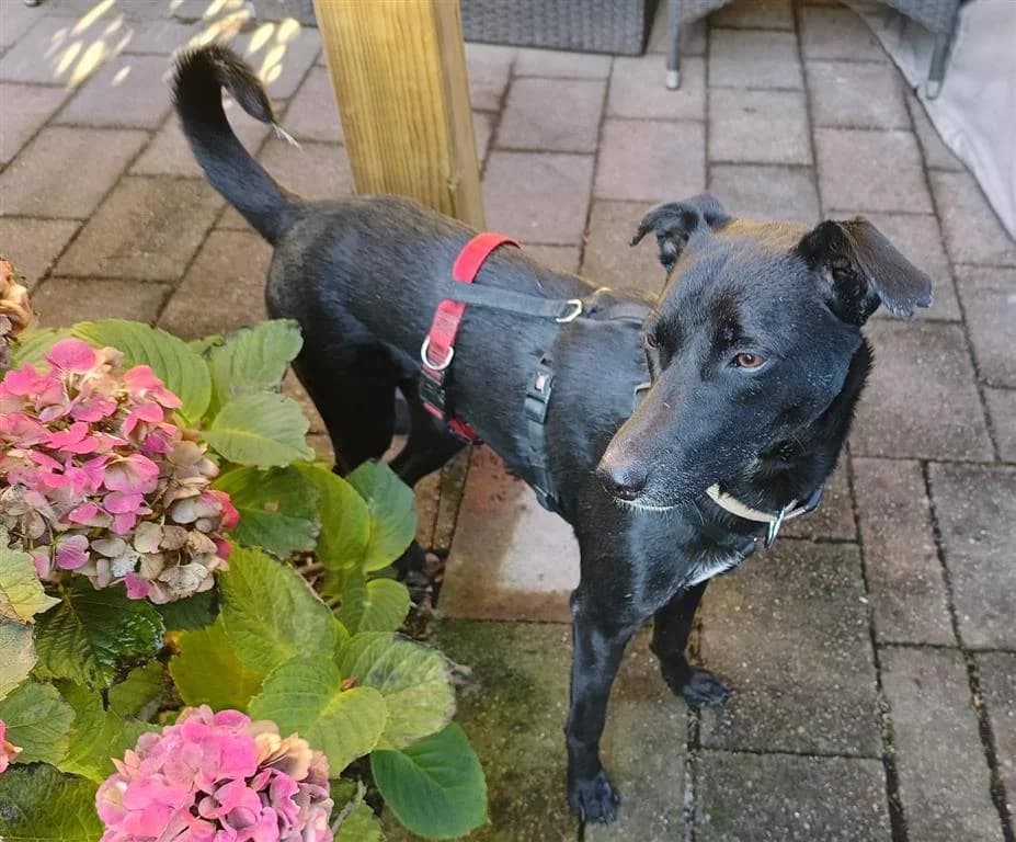 Jet, female young mixed breed for adoption at Stichting AAI, Amsterdam