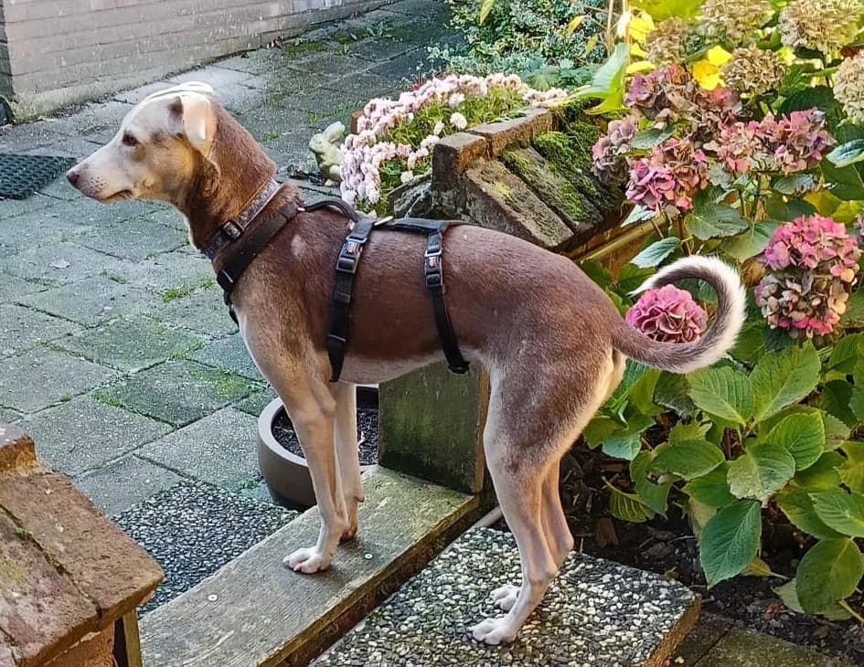 Okkie, male young mixed breed for adoption at Stichting AAI, Amsterdam