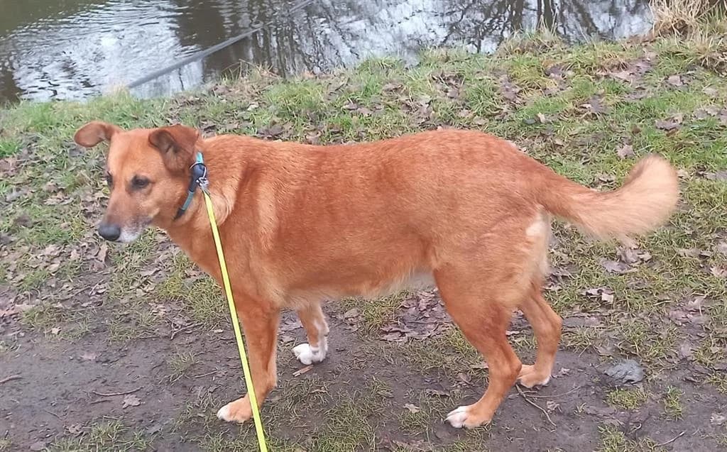 Faya, female 7yo mixed breed for adoption at Stichting AAI, Amsterdam