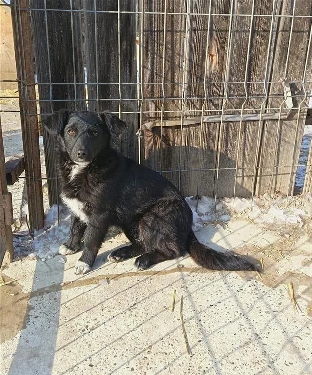 Ivonny, female young mixed breed for adoption at Stichting AAI, Amsterdam