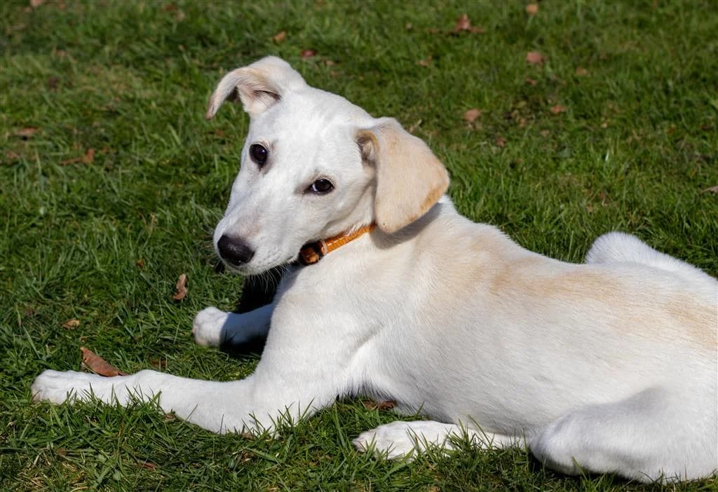 Blue, female young mixed breed for adoption at Stichting AAI, Amsterdam